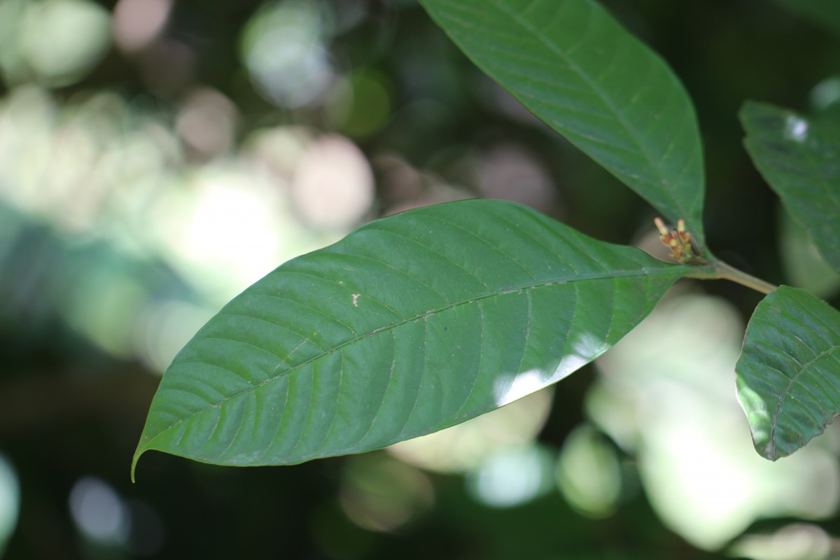 Kopsia fruticosa (Roxb.) A.DC.